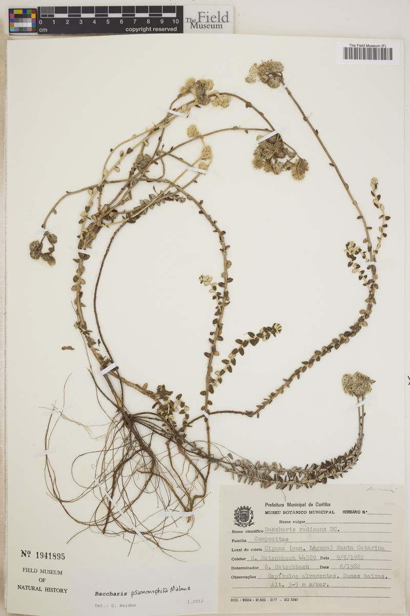 Baccharis psammophila