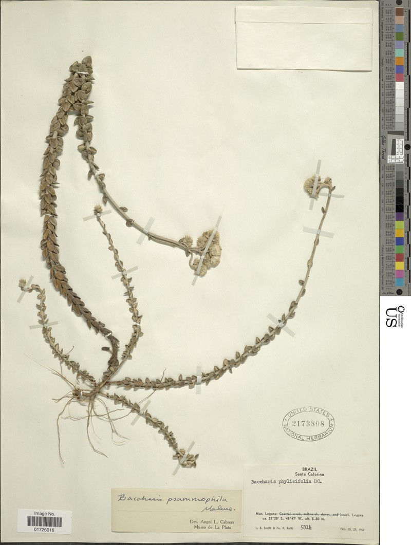 Baccharis psammophila photo 2