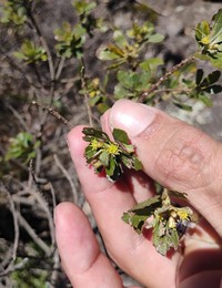 Baccharis pseudomyriocephala