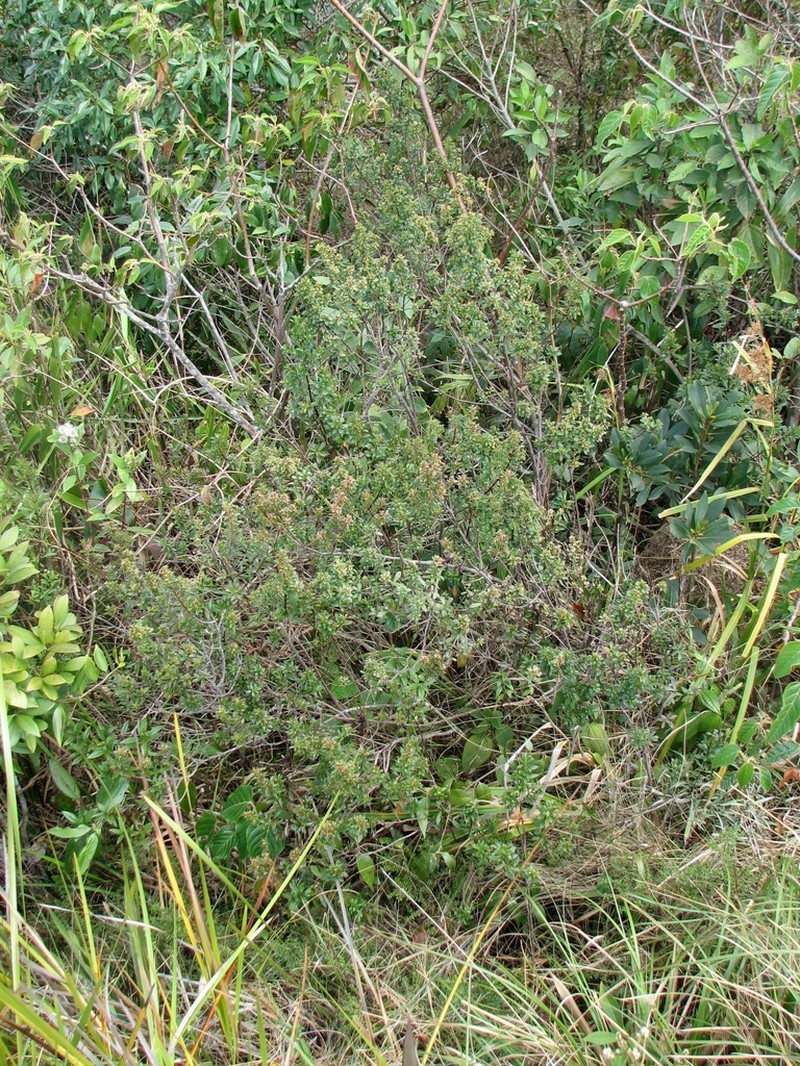 Baccharis pseudomyriocephala photo 2
