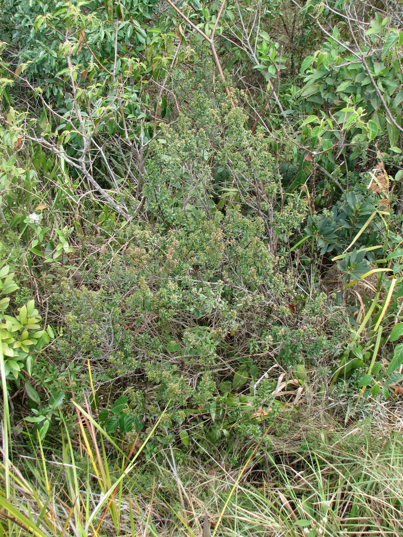 Baccharis pseudomyriocephala photo 3
