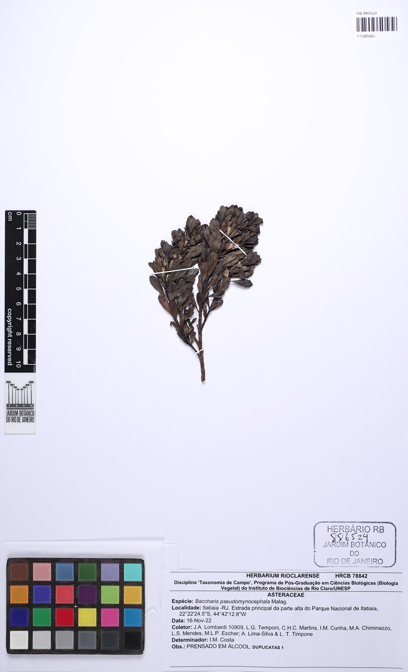Baccharis pseudomyriocephala photo 4