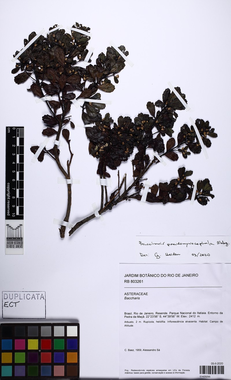 Baccharis pseudomyriocephala photo 5