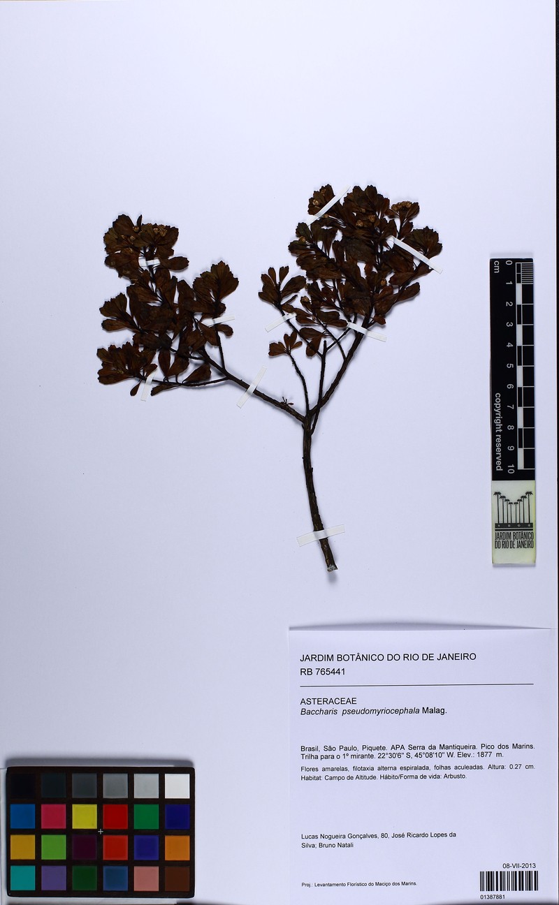 Baccharis pseudomyriocephala photo 6