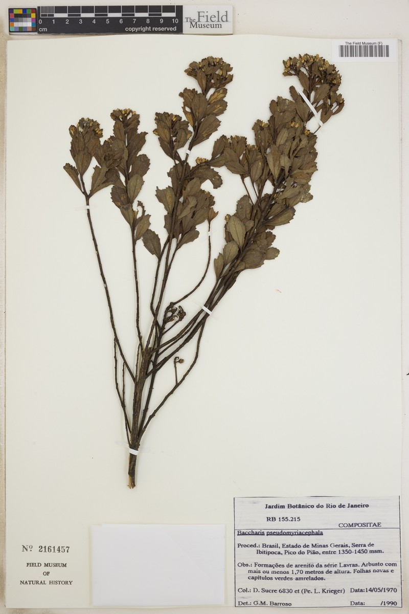 Baccharis pseudomyriocephala photo 7