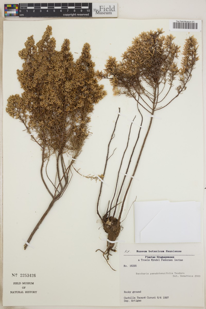 Baccharis pseudotenuifolia
