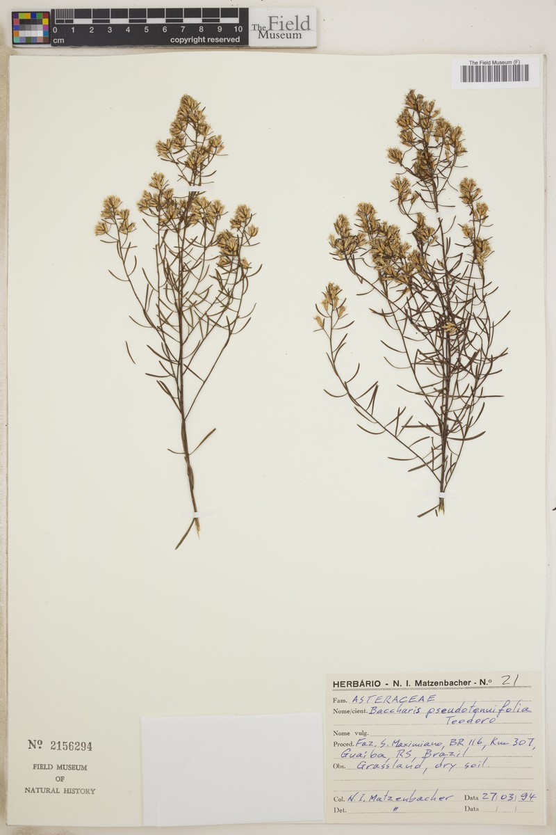 Baccharis pseudotenuifolia photo 2
