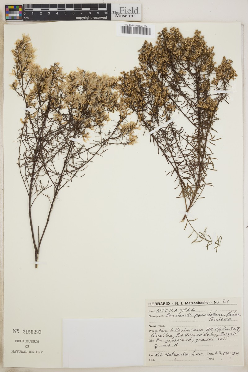 Baccharis pseudotenuifolia photo 3
