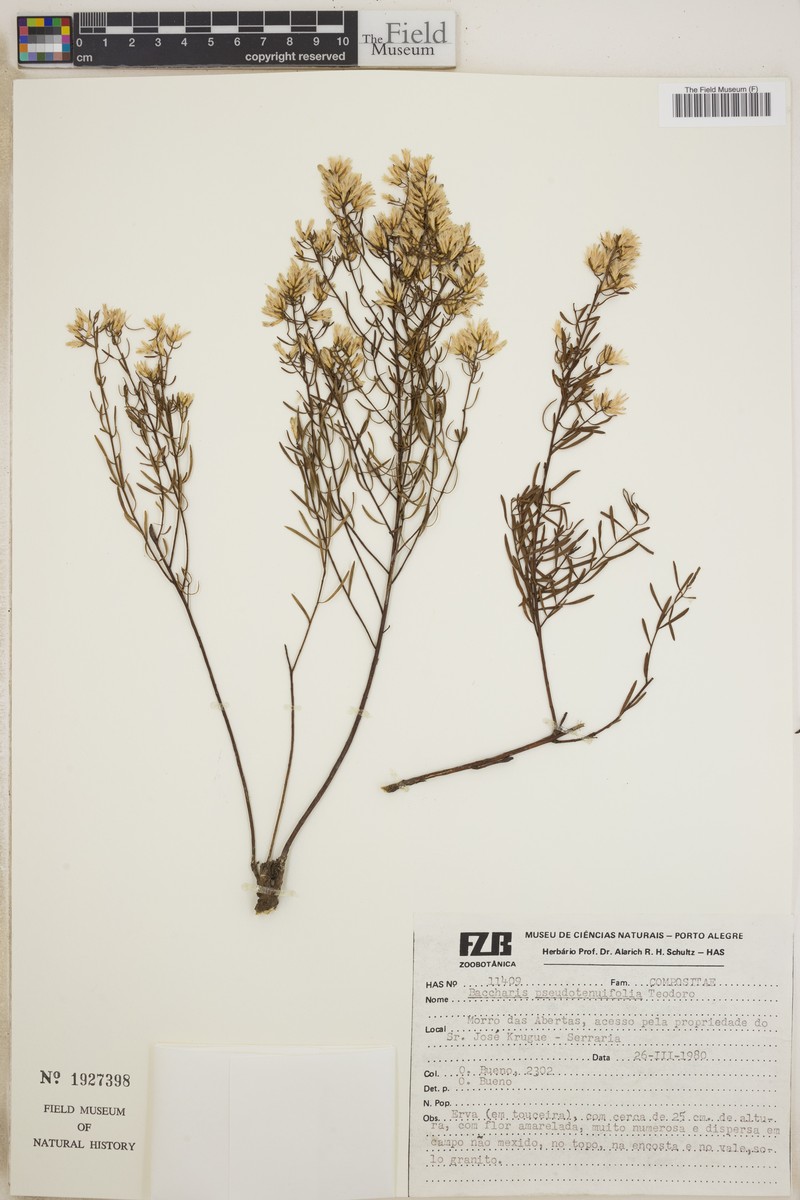 Baccharis pseudotenuifolia photo 4