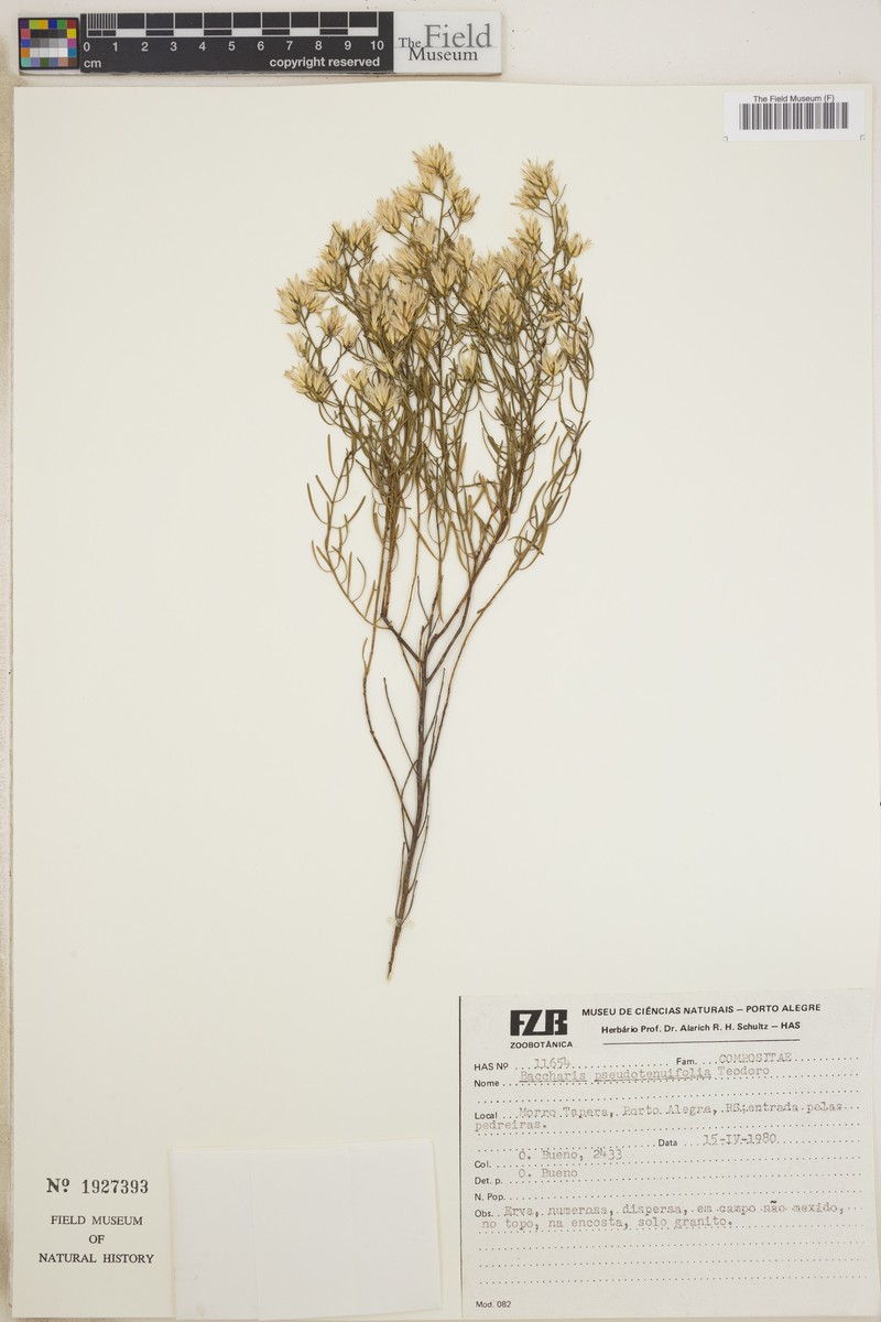 Baccharis pseudotenuifolia photo 5