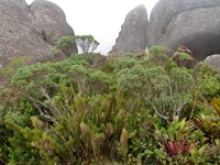 Baccharis pseudovaccinioides