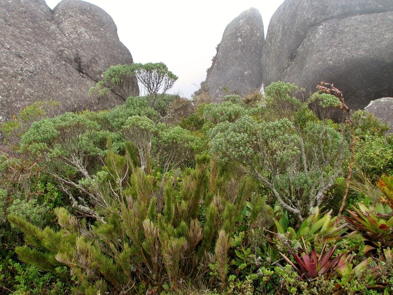 Baccharis pseudovaccinioides