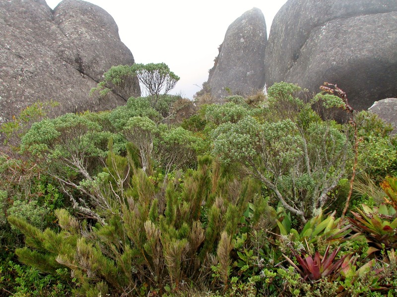 Baccharis pseudovaccinioides photo 2