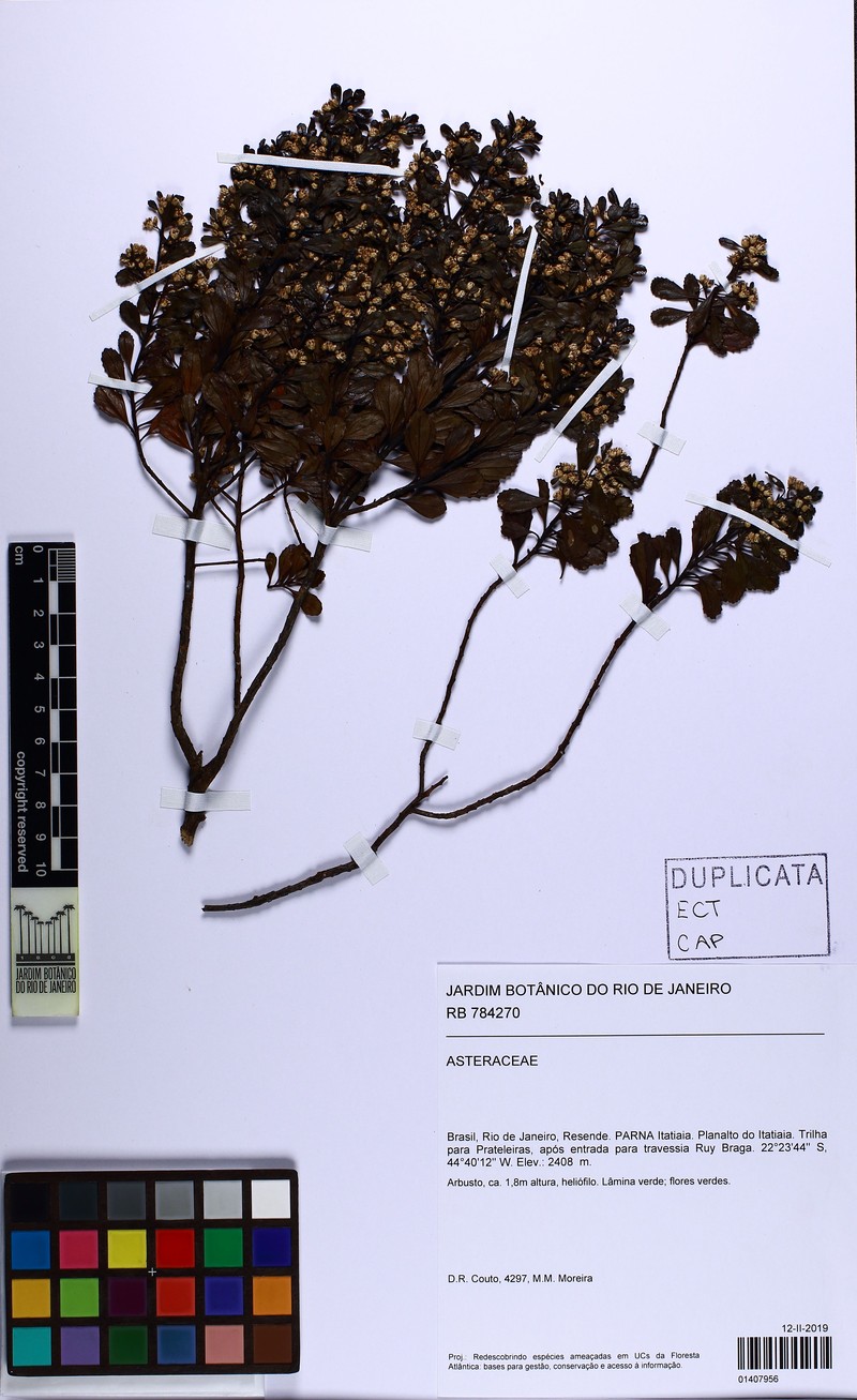 Baccharis pseudovaccinioides photo 3
