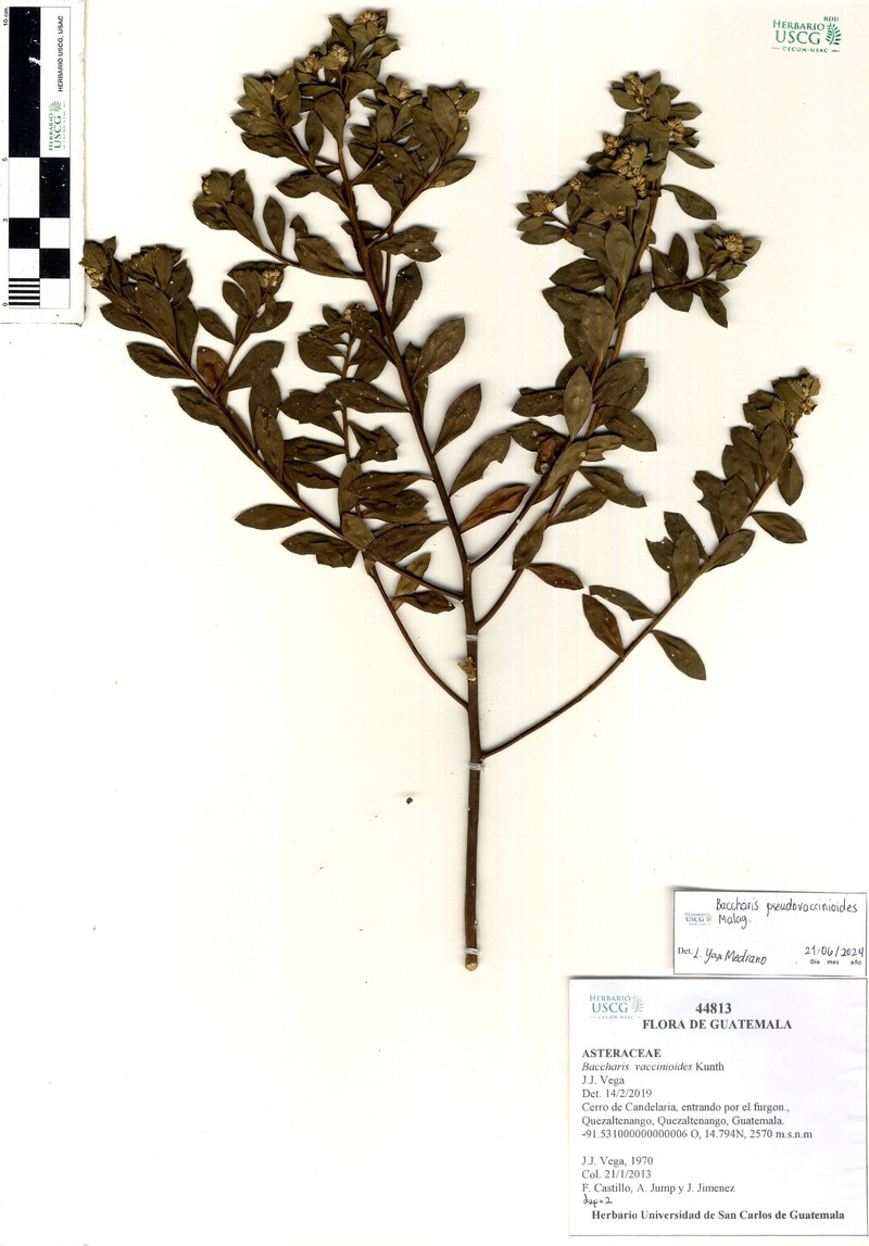 Baccharis pseudovaccinioides photo 4