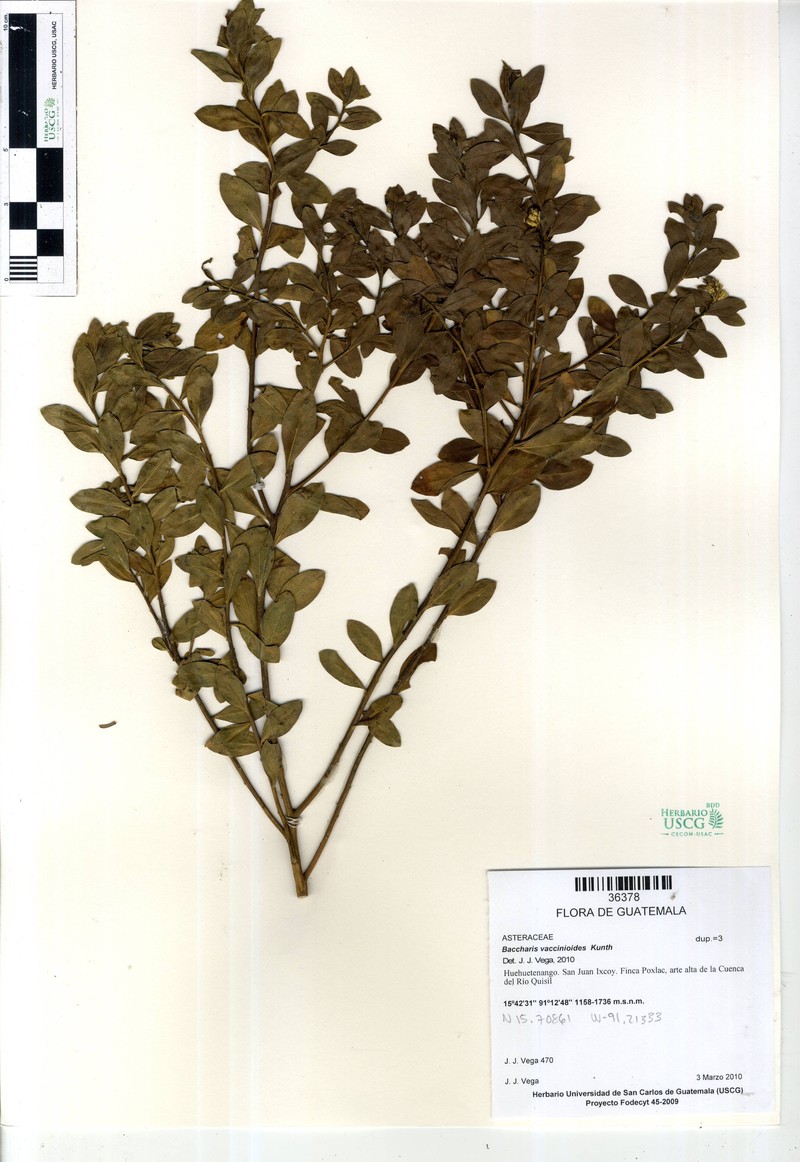 Baccharis pseudovaccinioides photo 5
