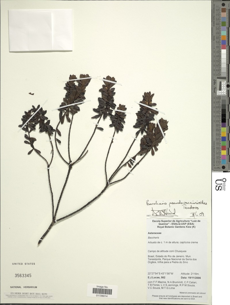 Baccharis pseudovaccinioides photo 6