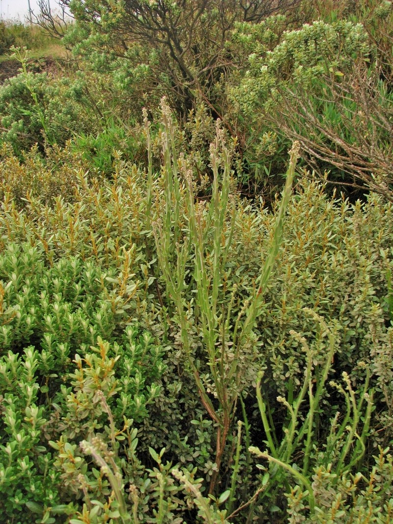 Baccharis pseudovillosa