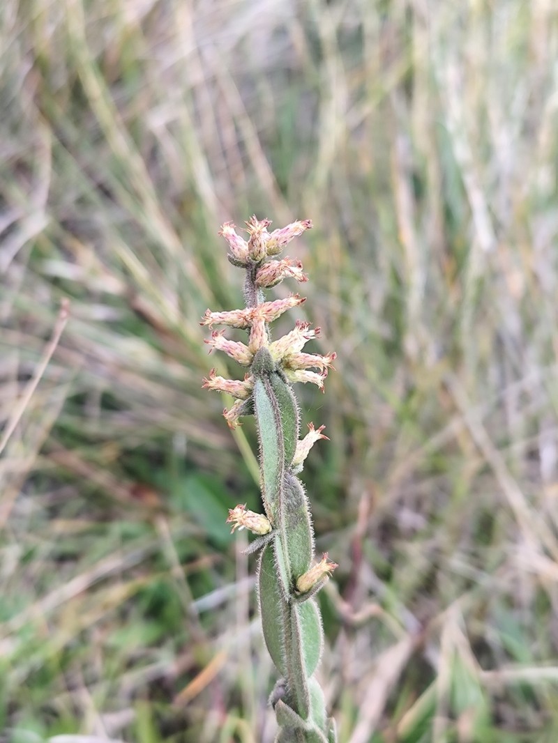 Baccharis pseudovillosa photo 2