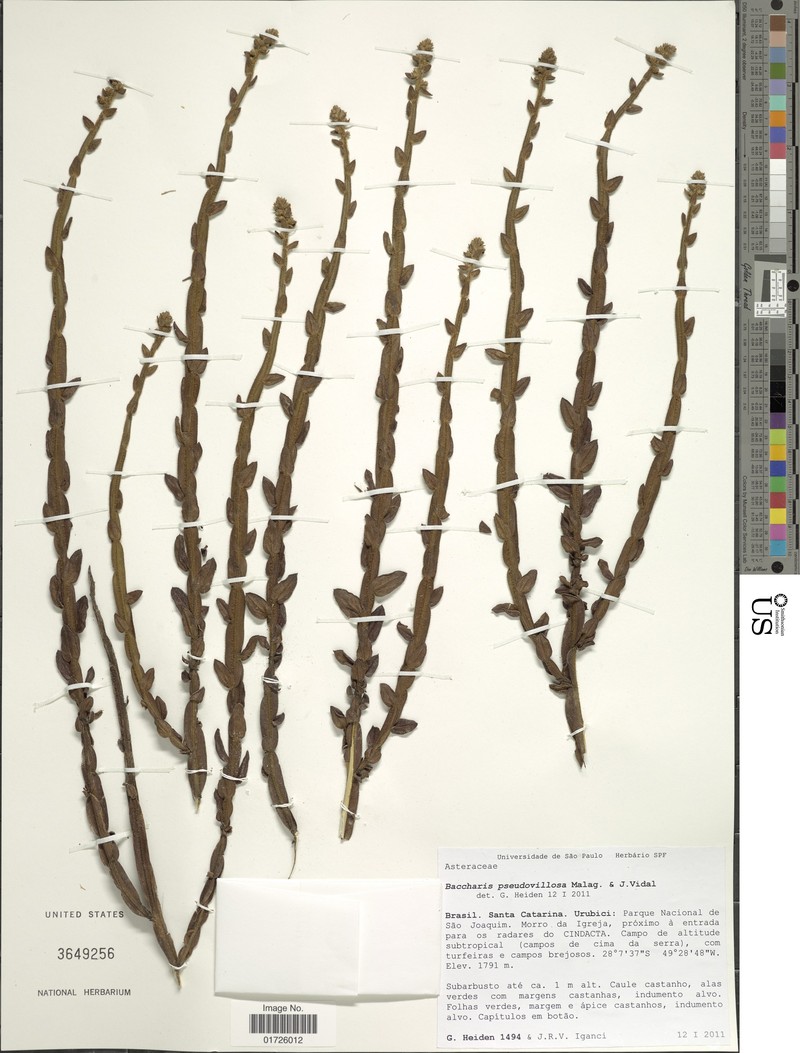Baccharis pseudovillosa photo 4