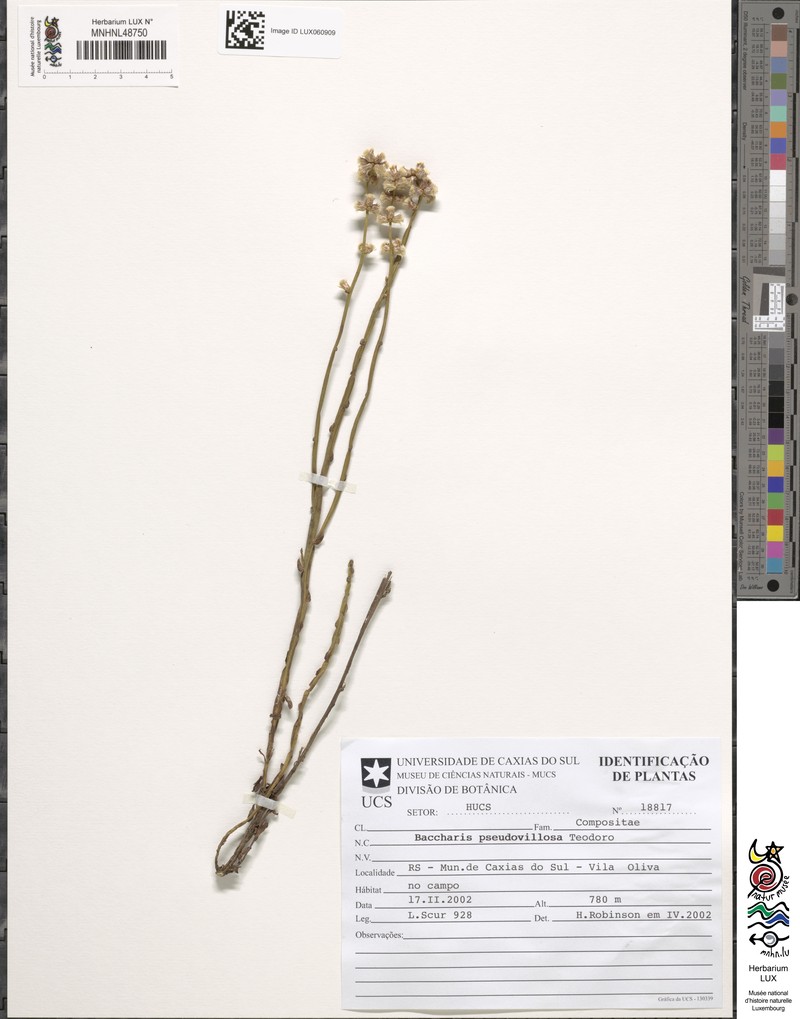 Baccharis pseudovillosa photo 5