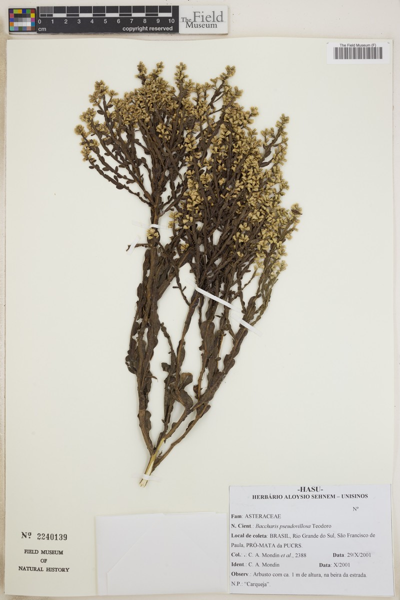 Baccharis pseudovillosa photo 6