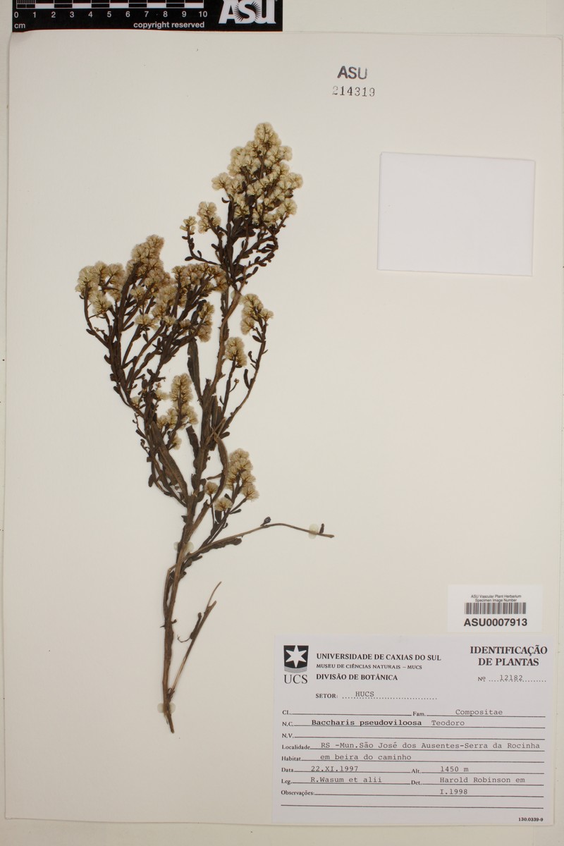 Baccharis pseudovillosa photo 7
