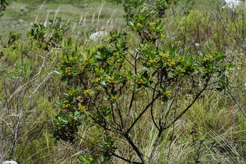 Baccharis psiadioides