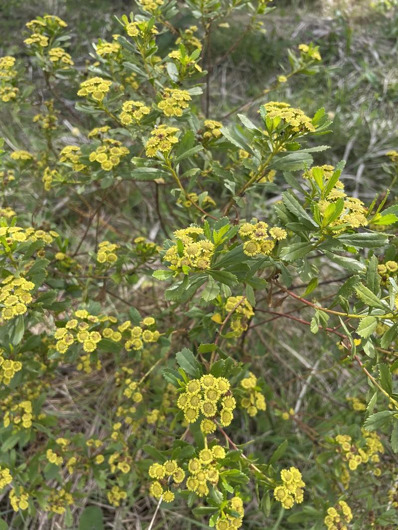 Baccharis psiadioides photo 2