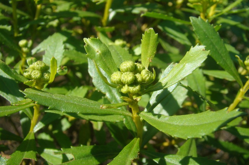 Baccharis psiadioides photo 3