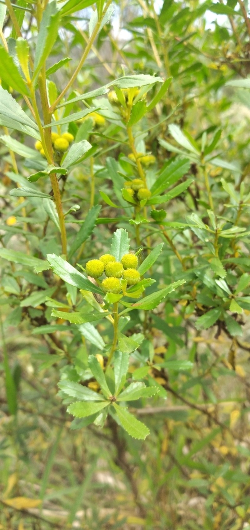 Baccharis psiadioides photo 4