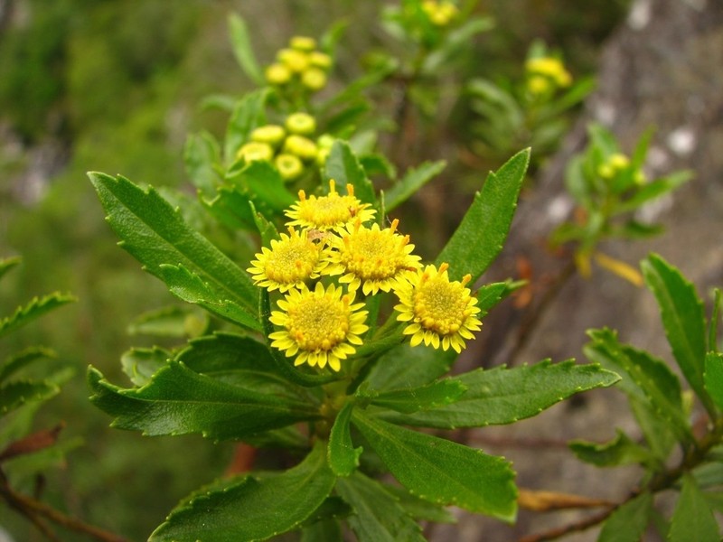 Baccharis psiadioides photo 5