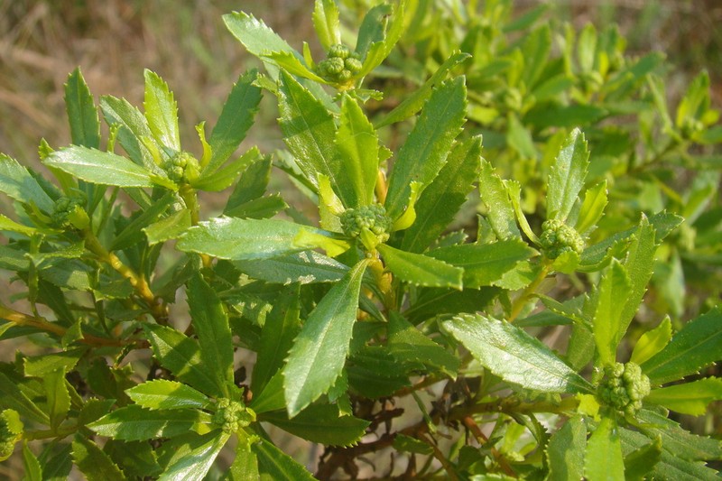 Baccharis psiadioides photo 6