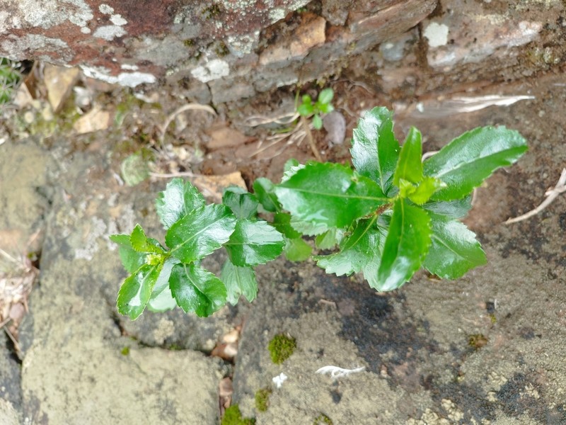 Baccharis psiadioides photo 7