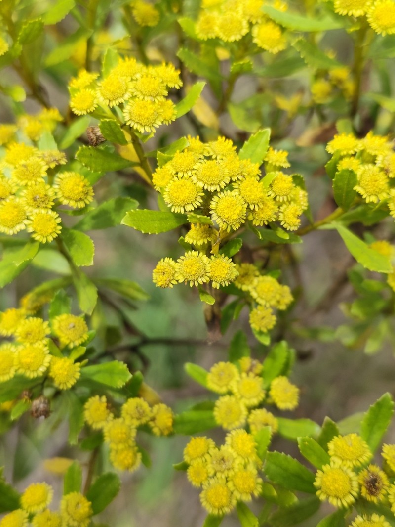 Baccharis psiadioides photo 8