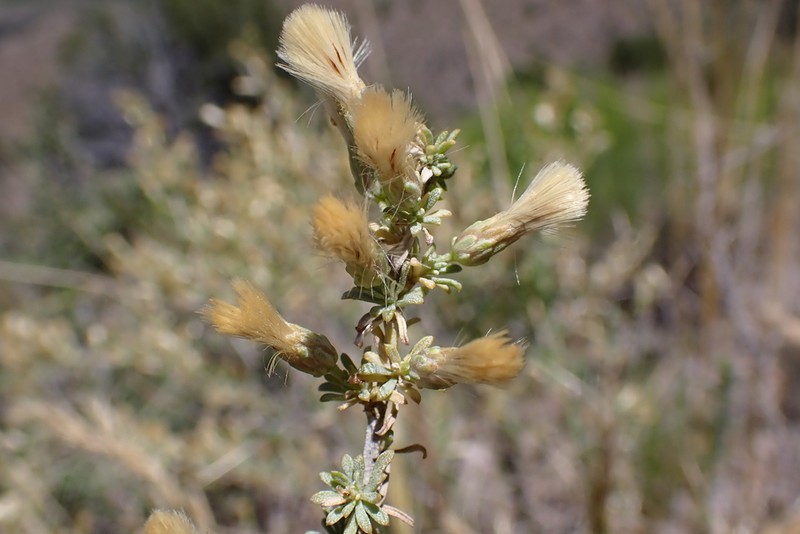 Yerba De Pasmo photo 2