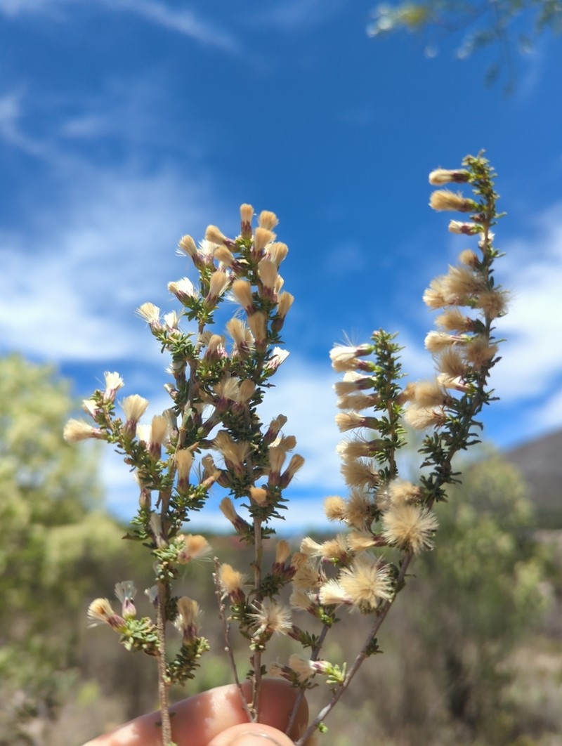 Yerba De Pasmo photo 3