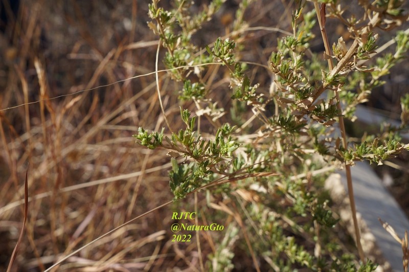 Yerba De Pasmo photo 4