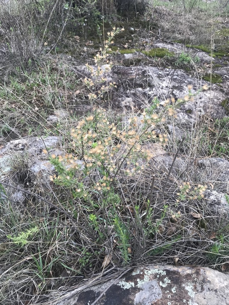 Yerba De Pasmo photo 5