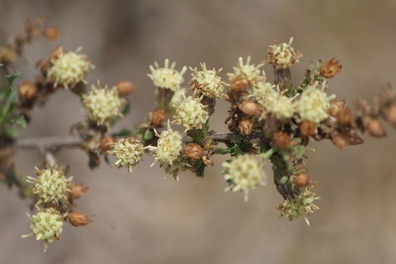Yerba De Pasmo photo 6