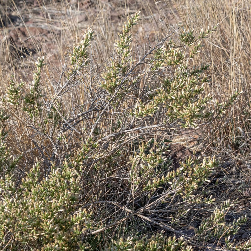 Yerba De Pasmo photo 7