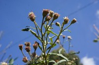 Baccharis pulchella