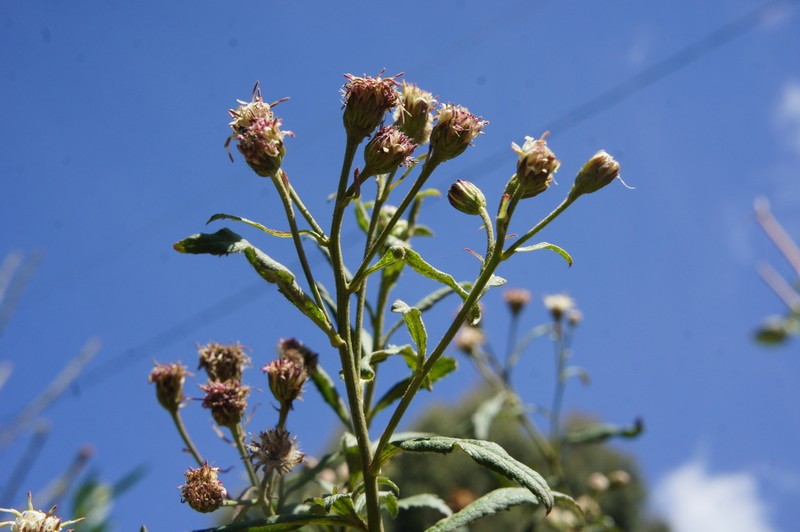 Baccharis pulchella