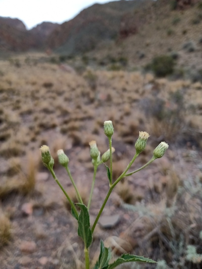 Baccharis pulchella photo 2