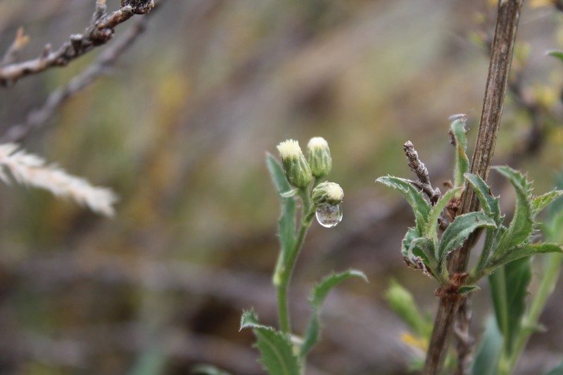 Baccharis pulchella photo 3