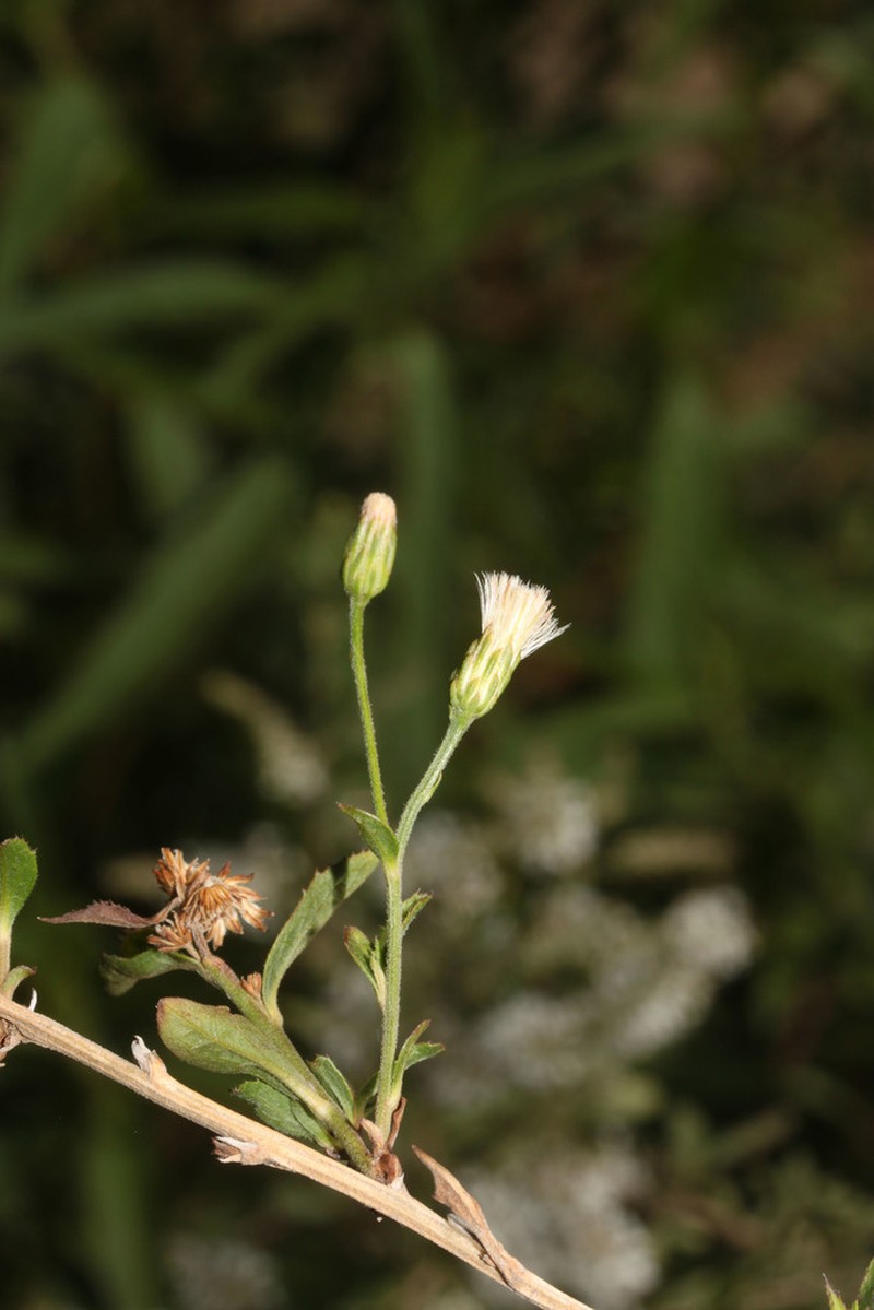 Baccharis pulchella photo 4