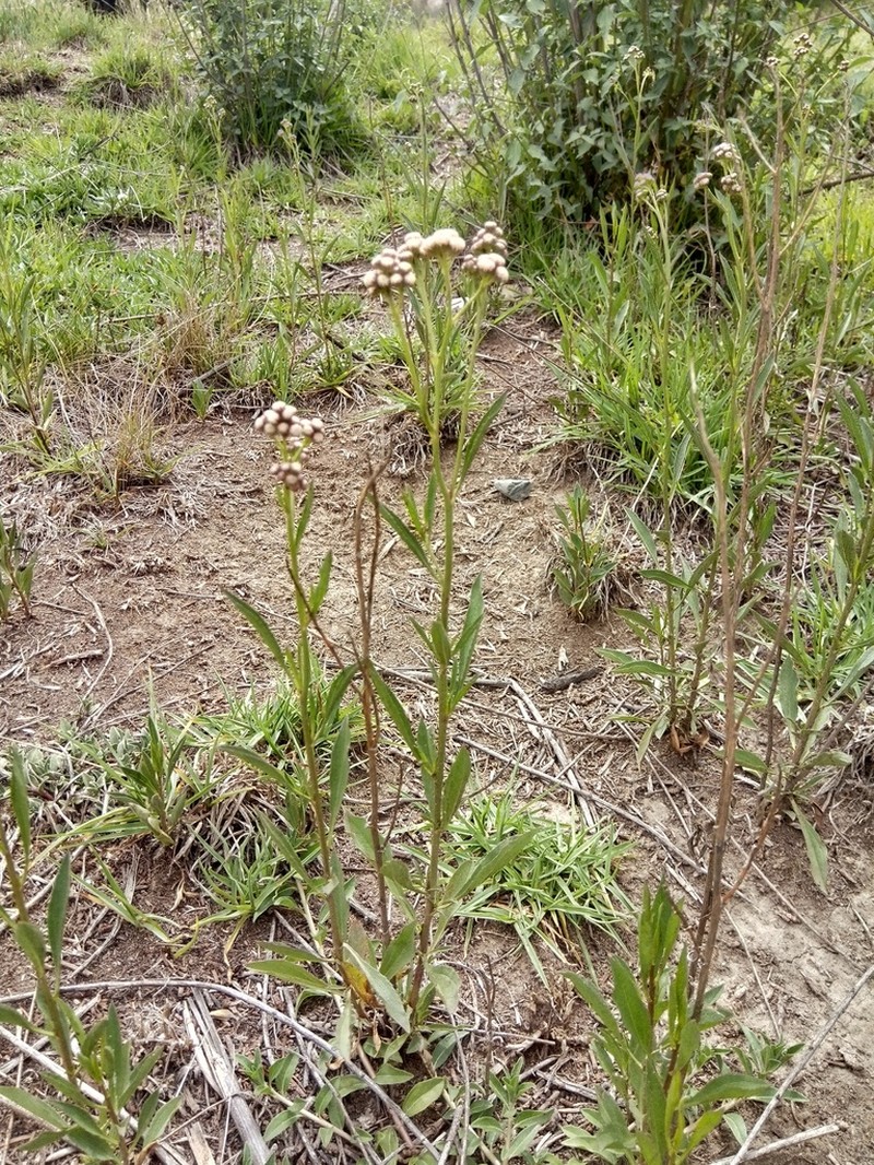 Baccharis pulchella photo 5