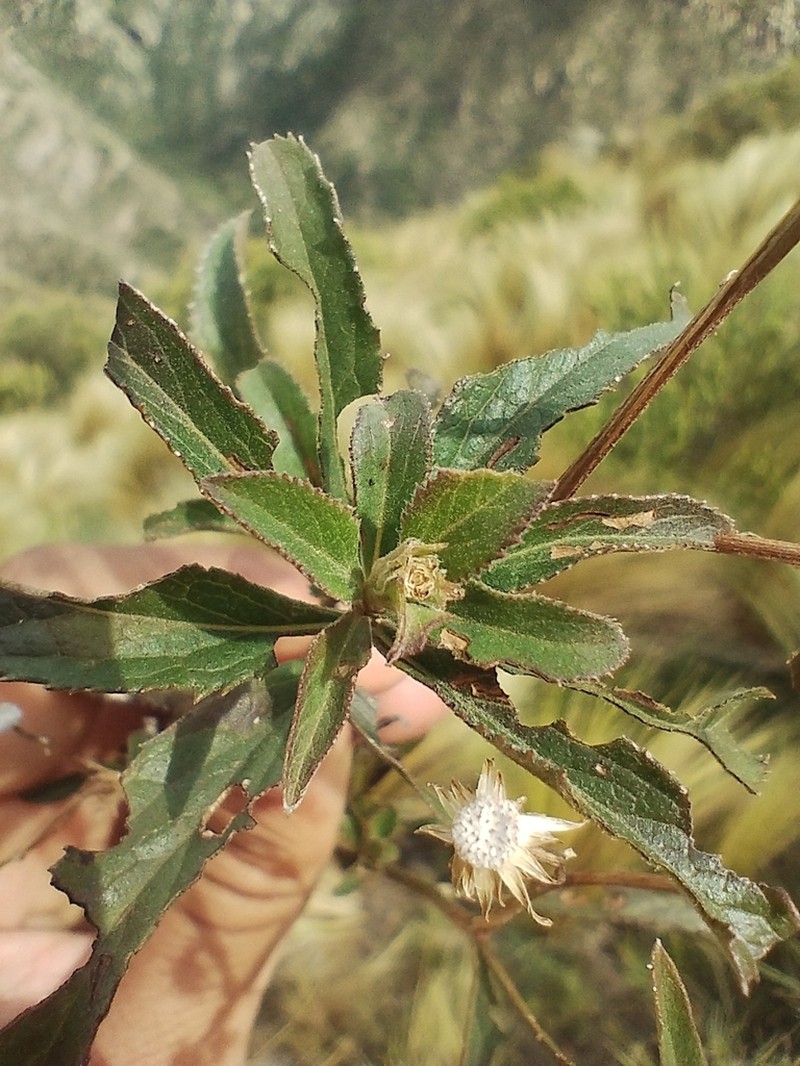 Baccharis pulchella photo 6