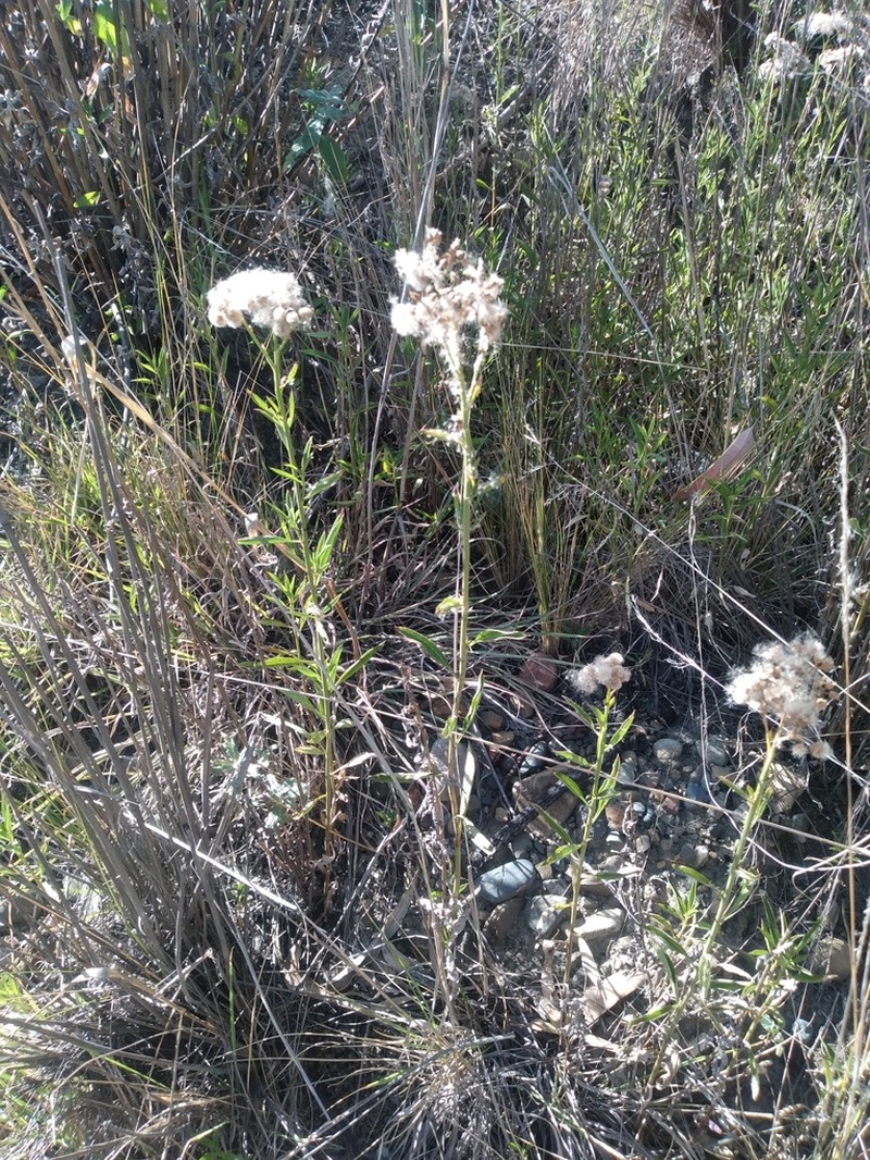 Baccharis pulchella photo 7