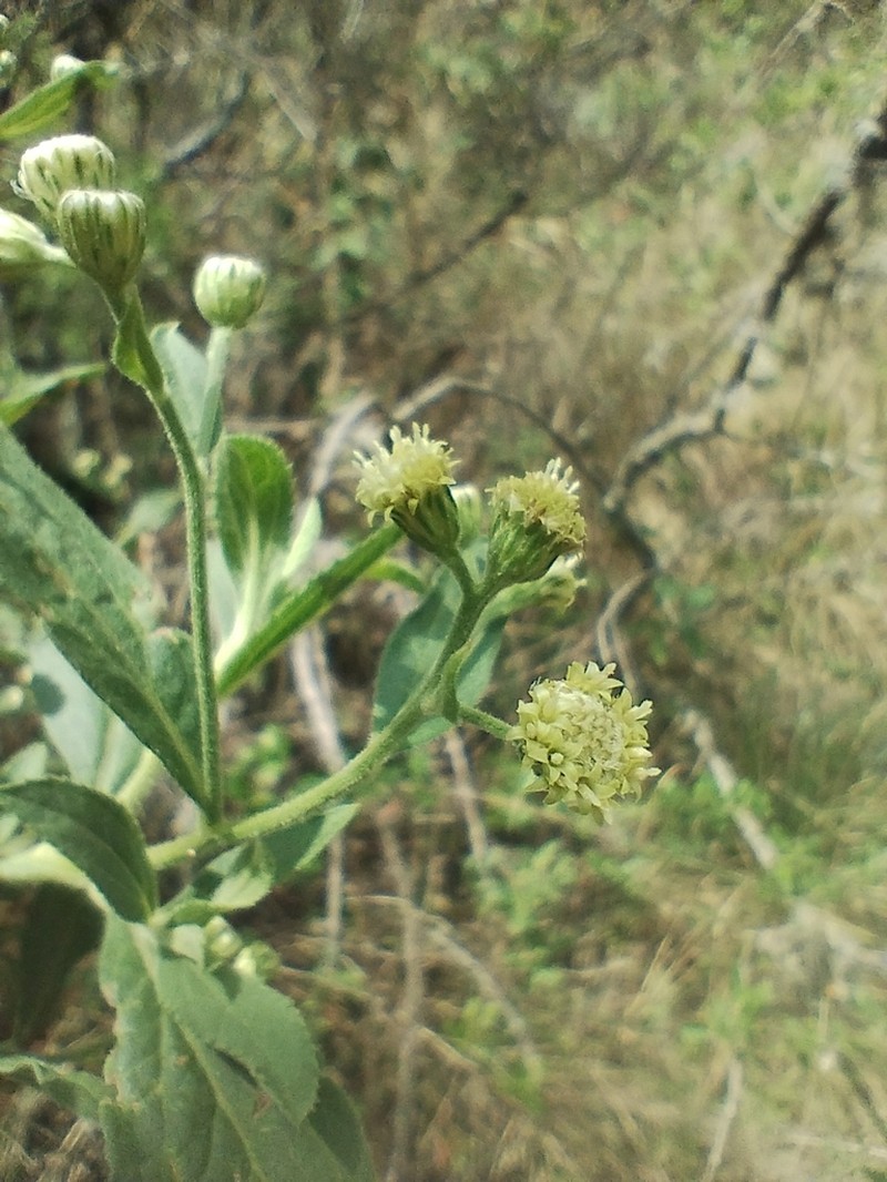 Baccharis pulchella photo 8